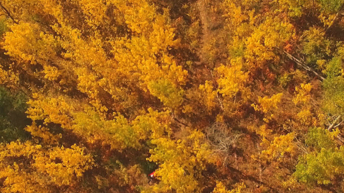fall-color-above-trail